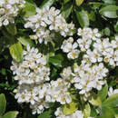 Choisya 'Aztec Pearl' - Orangenblüte - Nicht winterhart