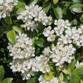 Choisya 'Aztec Pearl'