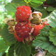 Rubus idaeus 'Dormans Red': Bild 3/4