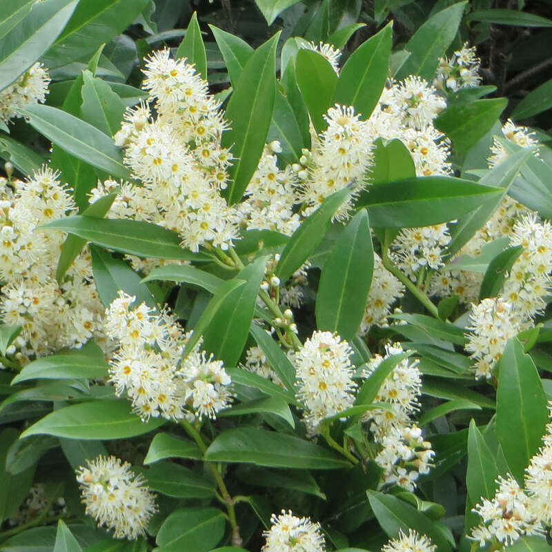 Kirschlorbeer Prunus laurocerasus 'Otto Luyken' weiß