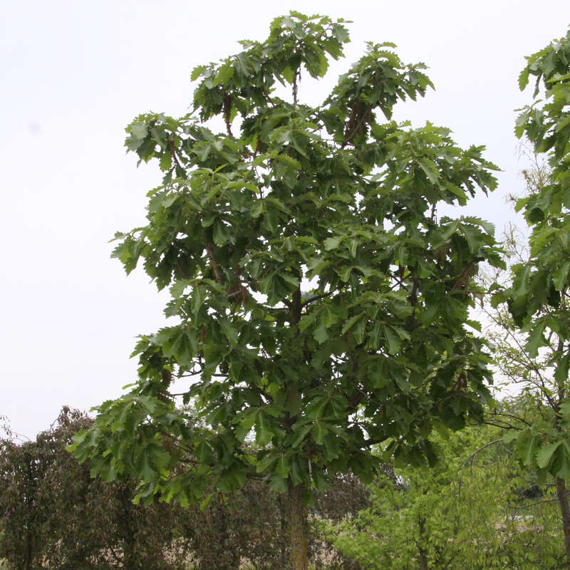 Quercus dentata japanische Kaisereiche Pflanze