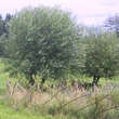 Salix alba: Bild 3/5