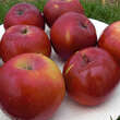 Malus domestica 'Himbeerapfel von Holowaus': Bild 2/2