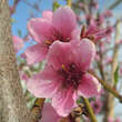Prunus p. 'Tellerpfirsich Giallo': Bild 2/4