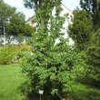 Cornus mas 'Schönbrunner Gourmet': Bild 7/7