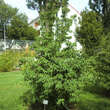 Cornus mas 'Schönbrunner Gourmet': Bild 7/7