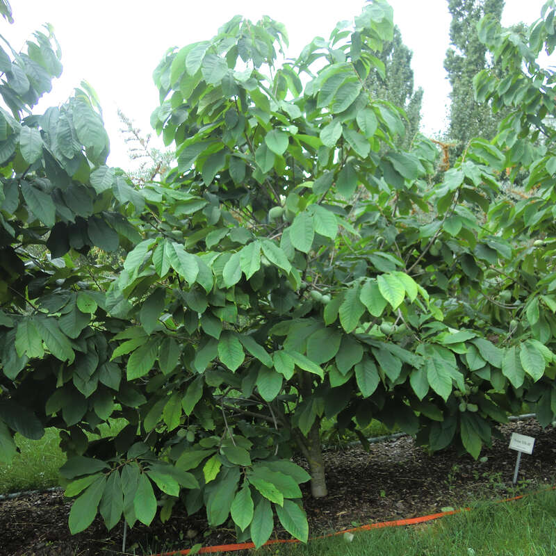 pawpaw-indianerbanane-asimina-triloba-overleese-rot