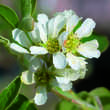 Amelanchier ovalis (A. rotundifolia): Bild 2/7