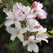 Malus 'Red Obelisk': Bild 3/8