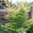 Acer palmatum 'Katsura': Bild 7/9