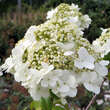 Viburnum macrocephalum 'Keteleerii': Bild 4/7