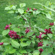 Calycanthus r. 'Hartlage Wine': Bild 7/7