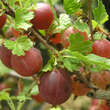 Ribes uva-crispa 'Hinnonmäki Rot': Bild 3/4