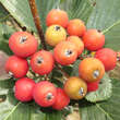 Sorbus chamaemespilus (ssp.sudetica): Bild 4/7