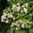 Clematis vitalba: Bild 1/7