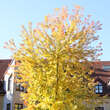 Acer saccharinum 'Laciniatum Wieri': Bild 3/7