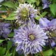 Clematis 'Multi Blue': Bild 5/7