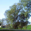 Salix alba: Bild 5/5