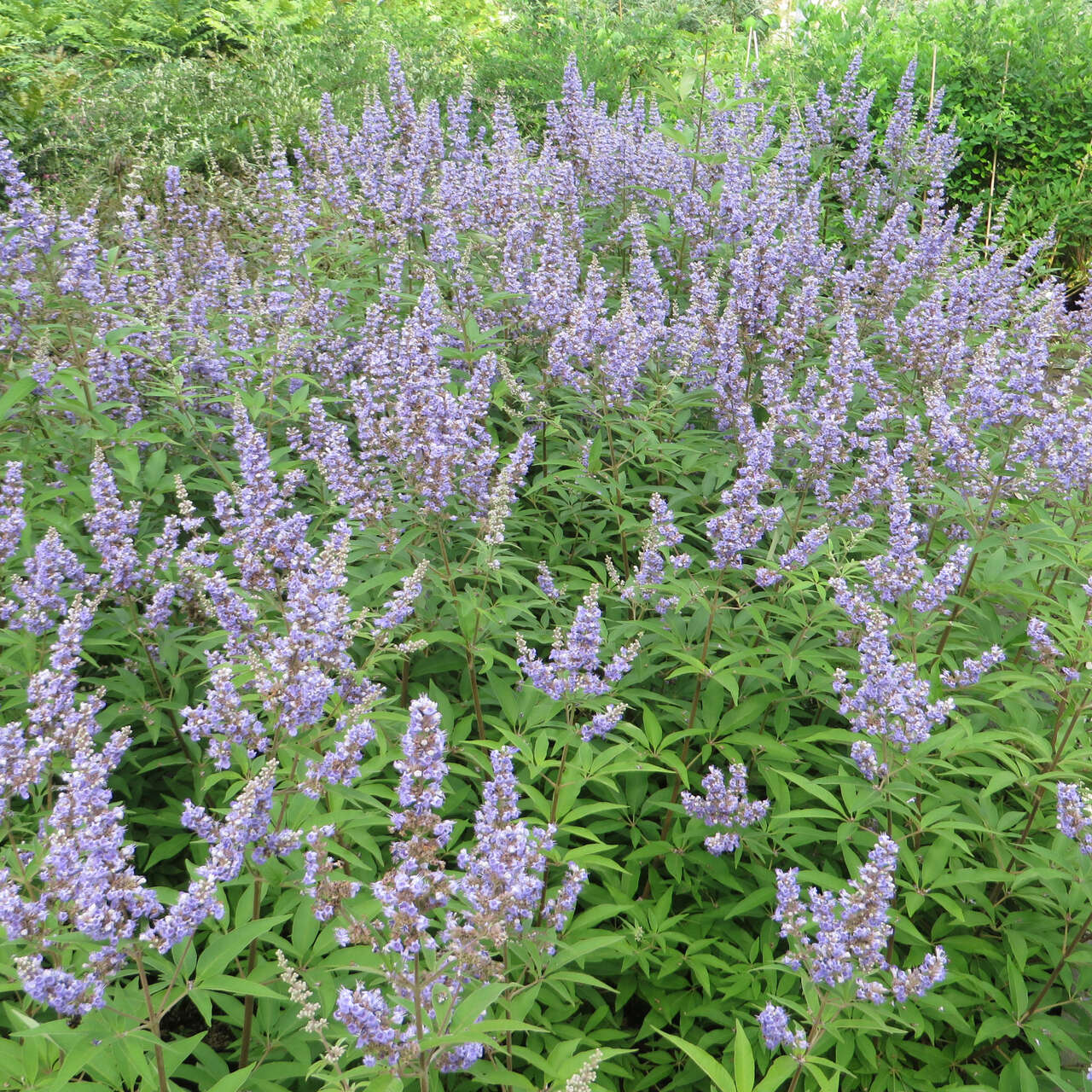 Vitex Agnus Castus Latifolia