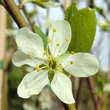 Prunus dom. 'Hanita': Bild 2/2
