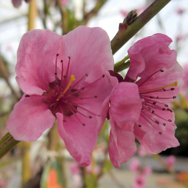 Pfirsich Prunus persica 'Südhaven'