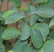 Amelanchier ovalis (A. rotundifolia): Bild 5/7