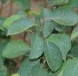 Amelanchier rotundifolia: Bild 5/7