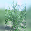 Quercus hispanica 'Wageningen': Bild 2/2