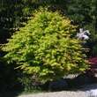 Acer palmatum 'Katsura': Bild 9/9