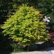 Acer palmatum 'Katsura': Bild 9/9