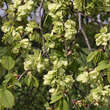 Ulmus glabra 'Pendula': Bild 2/4