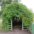 Parthenocissus quinquefolia: Bild 9/10