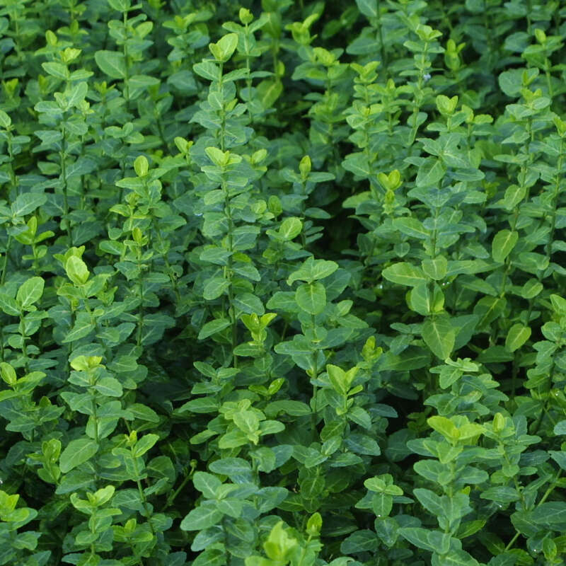 Kleinblättriger Spindelstrauch - Euonymus fortunei radicans