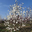 Magnolia loebneri 'Ballerina': Bild 5/5