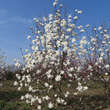 Magnolia loebneri 'Ballerina': Bild 5/5