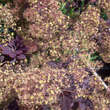 Cotinus coggygria 'Royal Purple': Bild 2/6