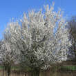 Prunus domestica insititia: Bild 9/9