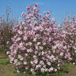 Magnolia loebneri 'Leonard Messel': Bild 6/8