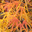 Acer palmatum 'Atrolineare': Bild 2/2