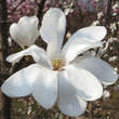 Magnolia loebneri 'Merrill': Bild 4/8