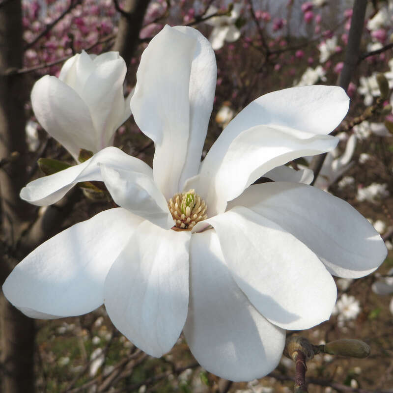 Hohe Sternmagnolie Magnolia loebneri 'Merrill' weiß