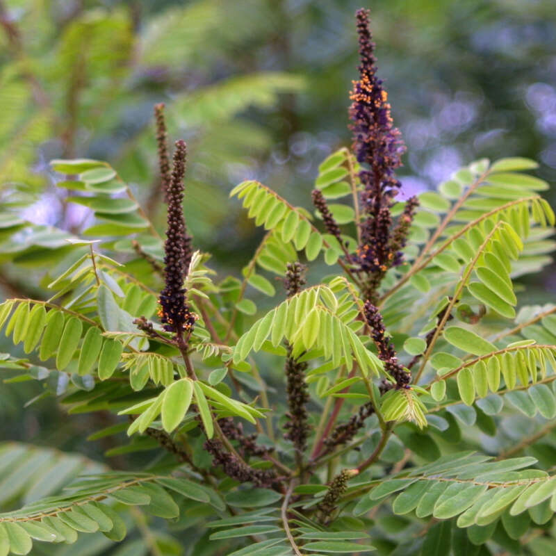 Bastardindigo Amorpha fruticosa