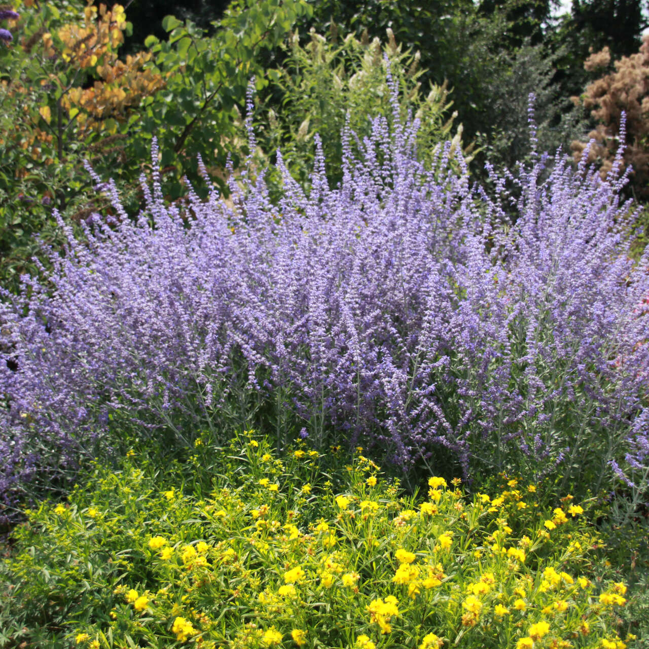 Blauraute Perovskia Atriplicifolia Blue Spire Blau Blauraute Perovskia Atriplicifolia Blue Spire Blau