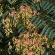 Ailanthus altissima: Bild 5/7