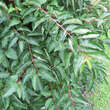 Elaeagnus multiflora: Bild 3/3