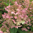 Hydrangea paniculata 'Wim's Red': Bild 3/4