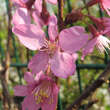 Prunus 'Collingwood Ingram': Bild 3/10