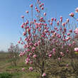 Magnolia soulangeana 'Rustica Rubra': Bild 4/5