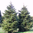 Picea polita: Bild 7/9