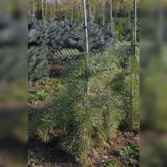 Abies concolor 'Fagerhult'